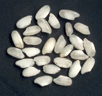 arborio rice