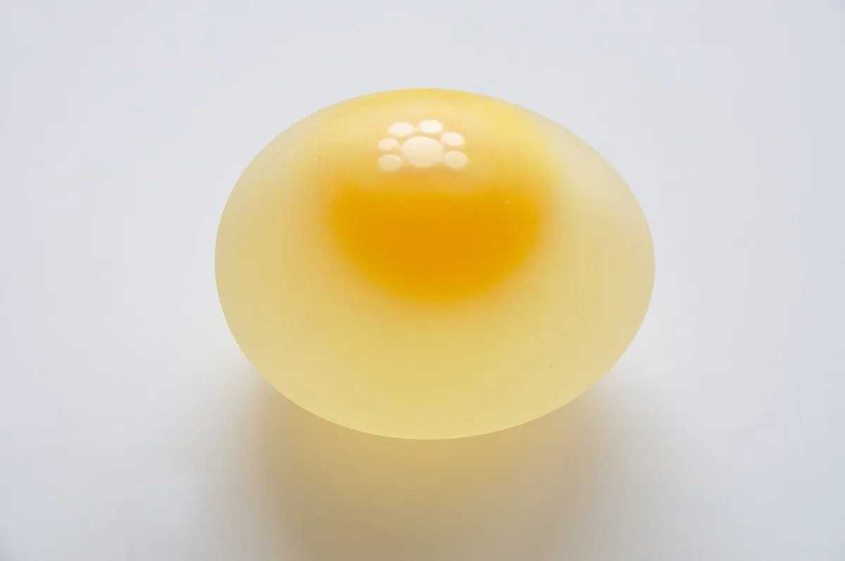 egg & chicken